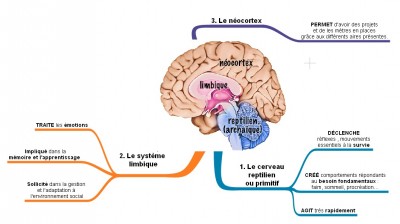 Sacrée machine ! / cerveau.jpg cerveau.jpg